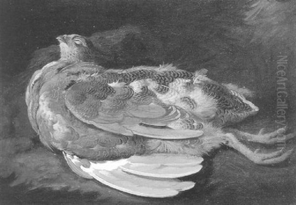 Lord Powis's Grouse, Still Life Of A Dead Grouse Oil Painting by Moses Haughton