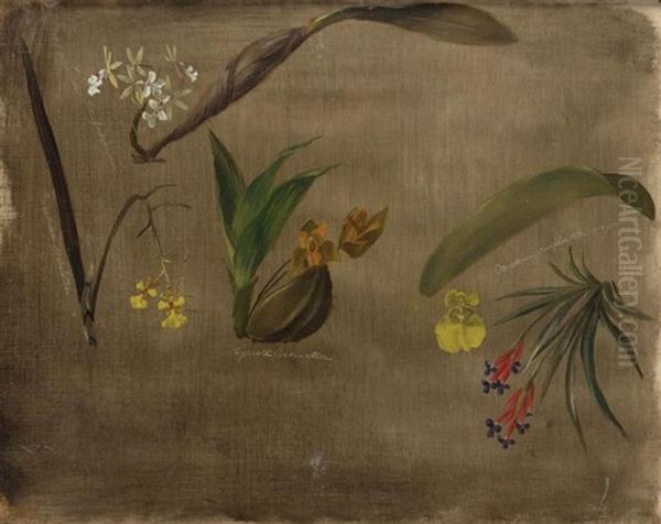 Four Orchids And A Bromeliad Oil Painting by William Jacob Hays
