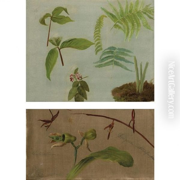 (i) Ferns And Wildflowers And (ii) Two Orchids (catasetum/gongora Atropurpurea): Two Oil Painting by William Jacob Hays