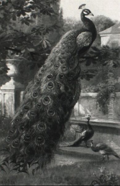 Pfauen In Parklandschaft Oil Painting by Olaf August Hermansen