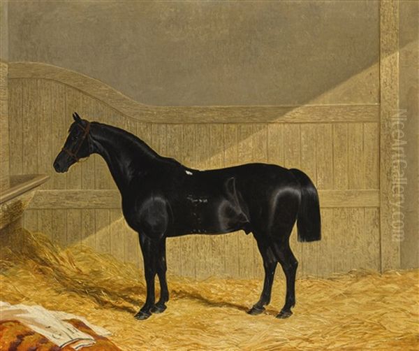 Black Horse In A Stable Oil Painting by John Frederick Herring