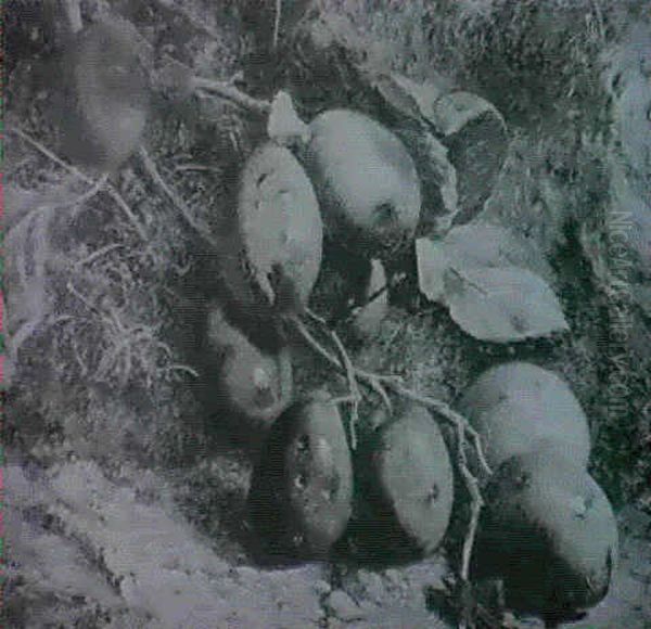 Still Life Of Plums By A Mossy Bank Oil Painting by William Hughes