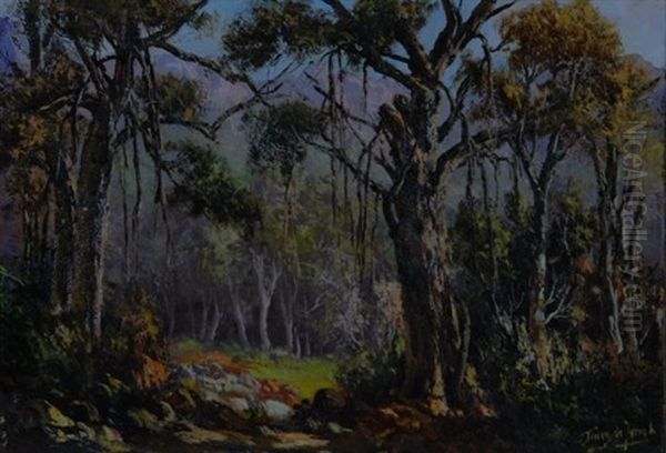 Knysna Forest Oil Painting by Tinus de Jongh