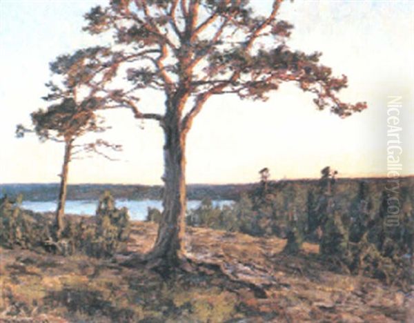 Tallskog I Manljus Oil Painting by Gottfrid Kallstenius