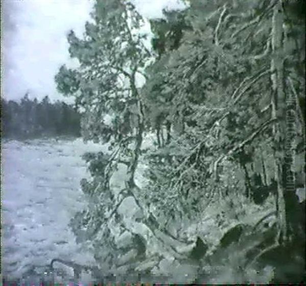 Parti Fra Skaergarden Med Fyrretraeer Oil Painting by Gottfrid Kallstenius