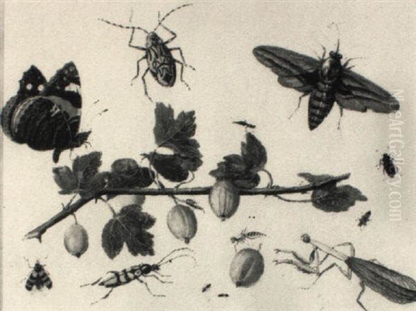 A Red Admiral, A Moth, A Beetle, A Mantis And Other Insects Oil Painting by Jan van, the Younger Kessel