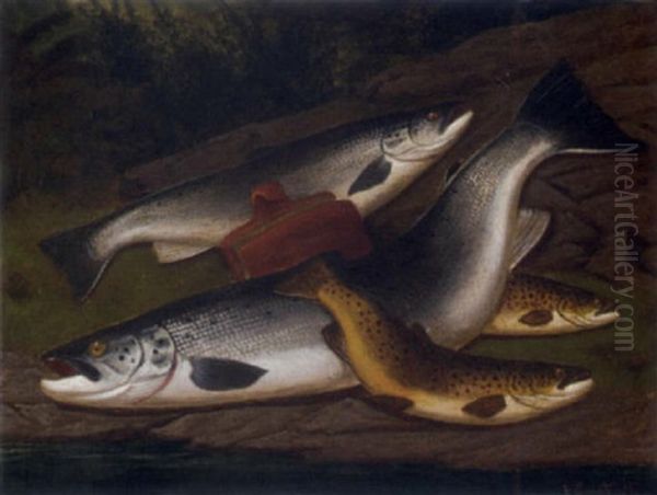 Salmon, Grilse And Brown Trout Oil Painting by A. Roland Knight