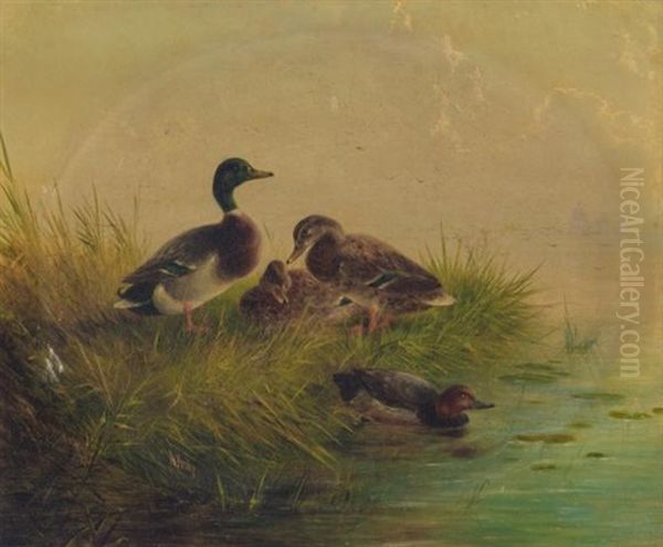 Ducks On A Riverbank Oil Painting by August Knip