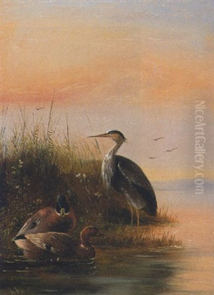 Fischreiher Und Entenpaar Am Wasser Oil Painting by August Knip