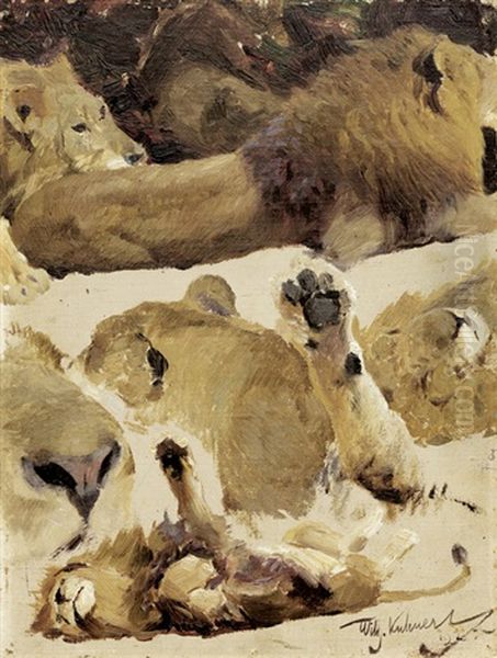 Studien Von Lowen Und Einzelnen Tatzen (study) Oil Painting by Wilhelm Friedrich Kuhnert