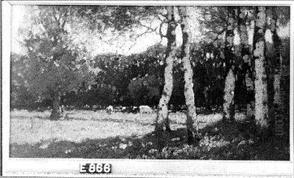 Landscape With Cattle Oil Painting by Cornelis Kuypers