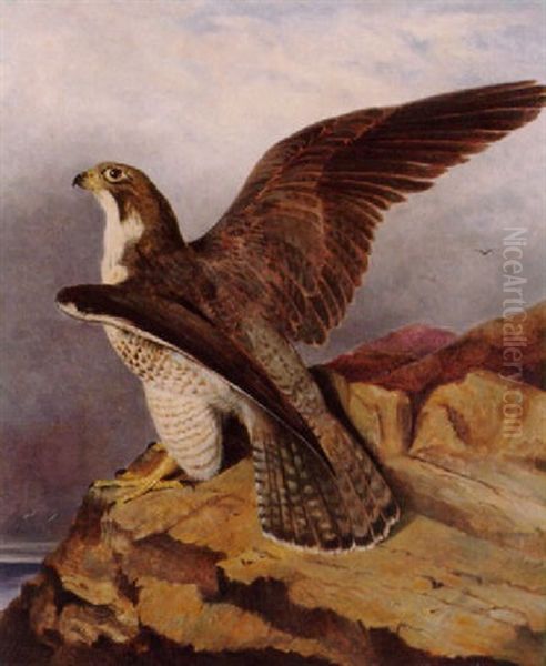 A Peregrine Falcon Perched On A Rock Oil Painting by Frederick Richard Lee, R.A.