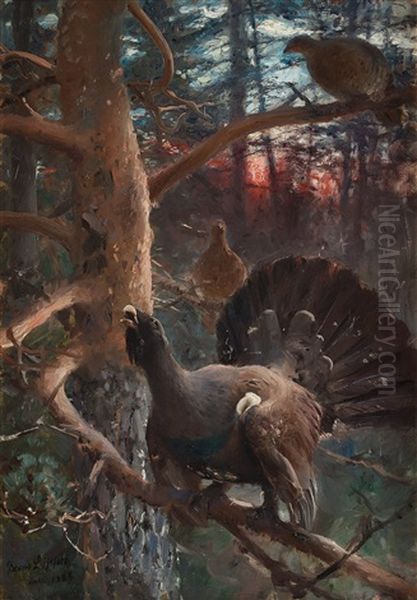 Tjaderlek (capercaillies Singing) Oil Painting by Bruno Andreas Liljefors