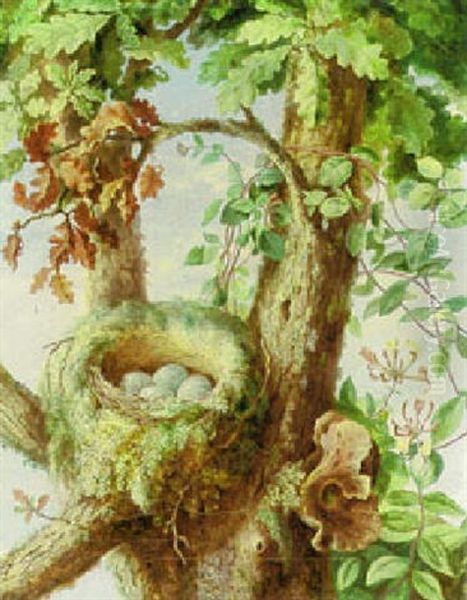 Nest Of Ye Missle Thrush Oil Painting by Albert Durer Lucas