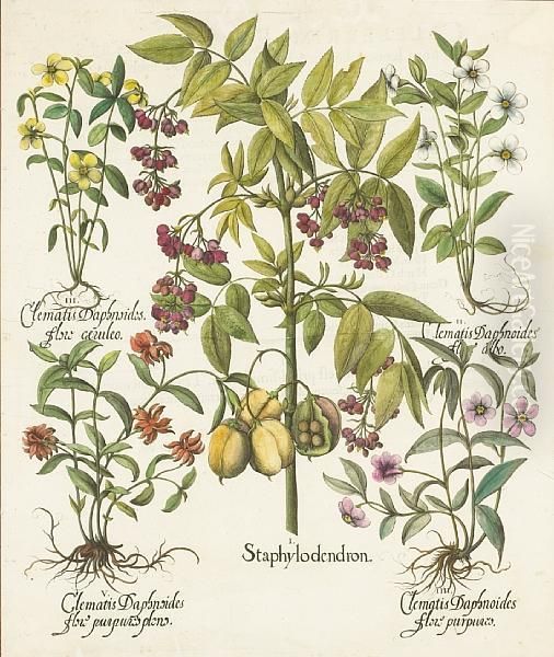 Staphylodendron Oil Painting by Basilius Besler
