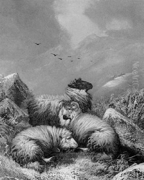 Highland Sheep In Winter Oil Painting by John W. Morris