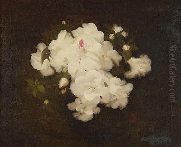 White Camellia Blossom Oil Painting by Stuart James Park