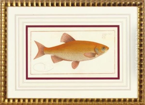 Ichthyologie, Ou Histoire Naturelle, Generale Et Particulaire De Poissons: Four Plates Oil Painting by Marcus Elieser Bloch