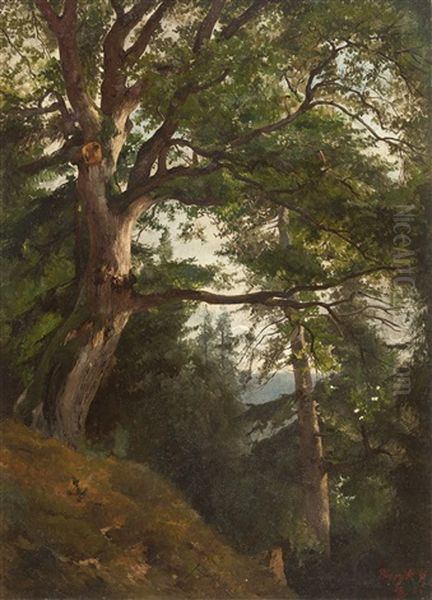 Eiche Im Park Von Burgk (?) Oil Painting by Friedrich, the younger Preller