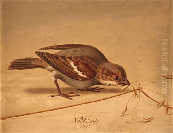 House Sparrow (passer Domesticus) Oil Painting by Christian August Printz