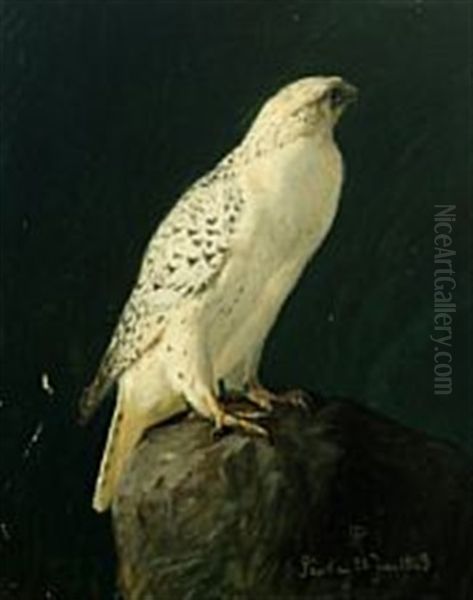 Icelandic Falcon Oil Painting by Niels Pieter Rasmussen