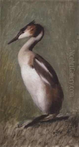 Lappedykker Oil Painting by Niels Pieter Rasmussen