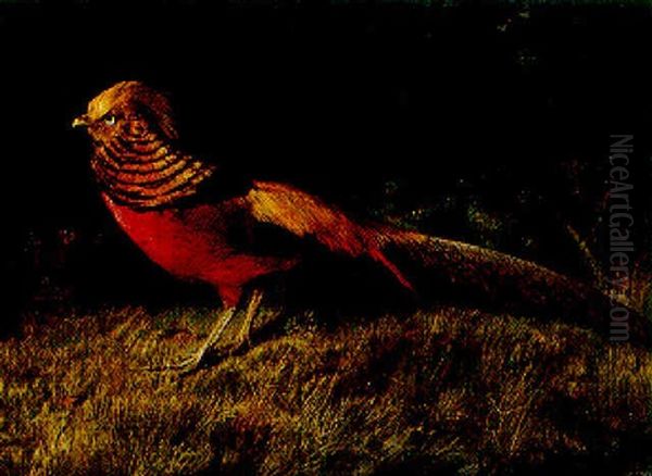 Guldfasan Oil Painting by Niels Pieter Rasmussen