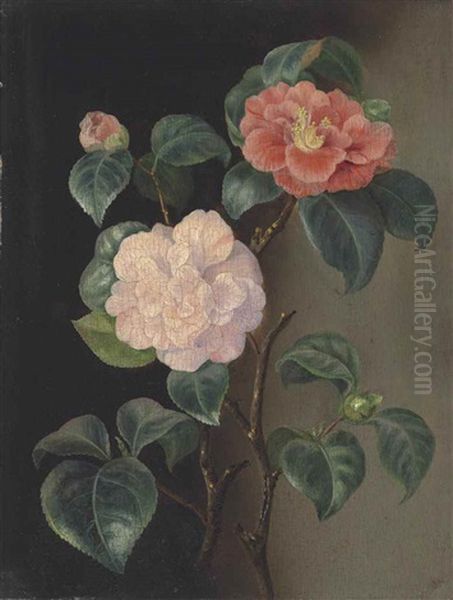 A Camellia And Roses Oil Painting by Pierre-Joseph Redoute