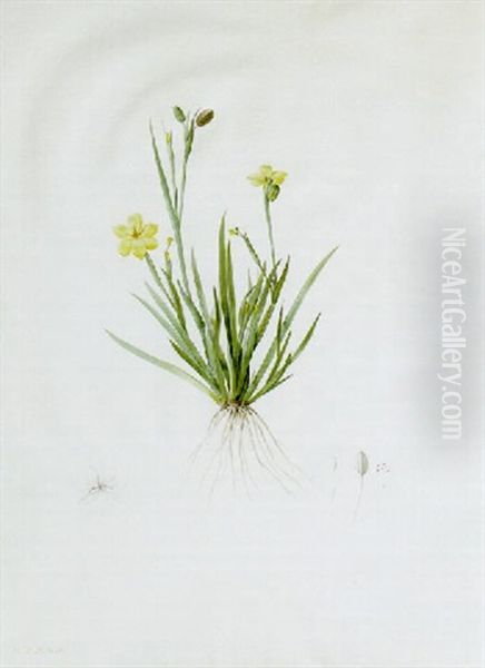 Sisyrinchium Convolutum With Flower, Pistil And Seed Oil Painting by Pierre-Joseph Redoute