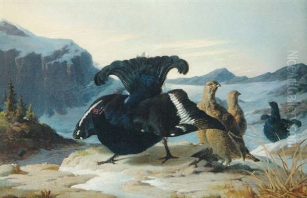 A Blackcock Displaying Oil Painting by Carl Von Scheidlin