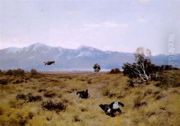 Balzende Auerhahne In Voralpenlandschaft Oil Painting by Josef Schmitzberger