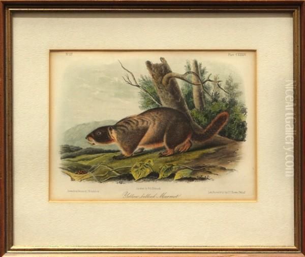 ''yellow-belliedMarmot Oil Painting by John T. Bowen