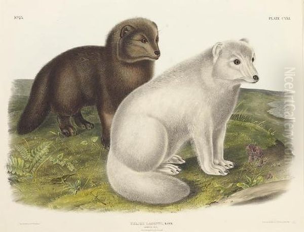 Arctic Fox, From 
The Viviparous Quadrupeds Of North America Oil Painting by John T. Bowen