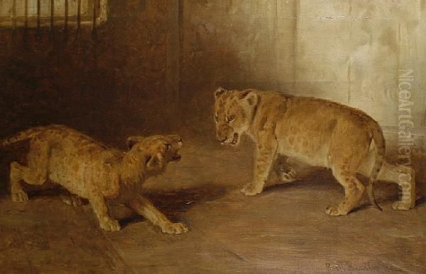 Study Of Lion Cubs Oil Painting by Basil Bradley