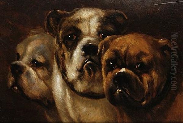 Three Bulldogs (study) Oil Painting by Joseph Stevens