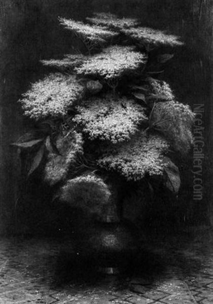 Elderberry Blossom Oil Painting by Arthur Wasse