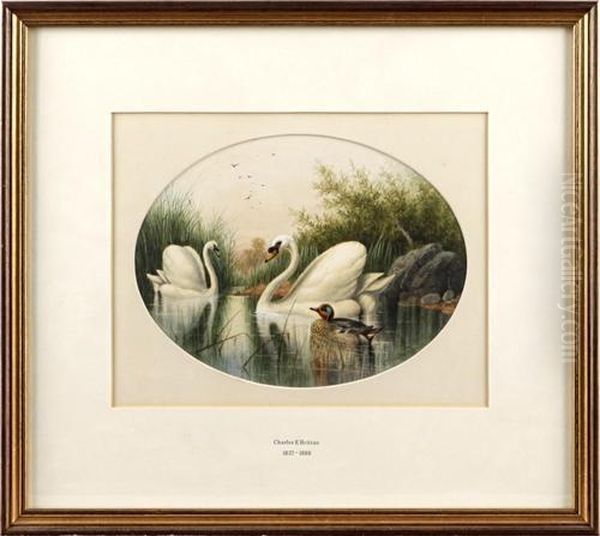 Two Swans And A Duck Among Rushes Oil Painting by Charles Edward Snr Brittan