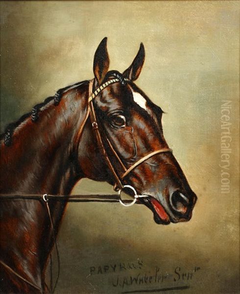 Papyrus' - The Head Of A Racehorse Oil Painting by John Alfred Wheeler