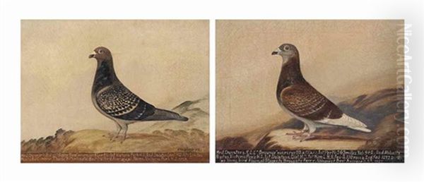 Prize Racing Pigeons: 'brownie' And 'fifty Two Oil Painting by Edward Henry Windred