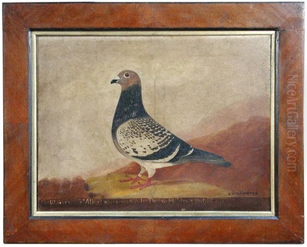 Study Of Albert, A Racing Pigeon Oil Painting by Edward Henry Windred