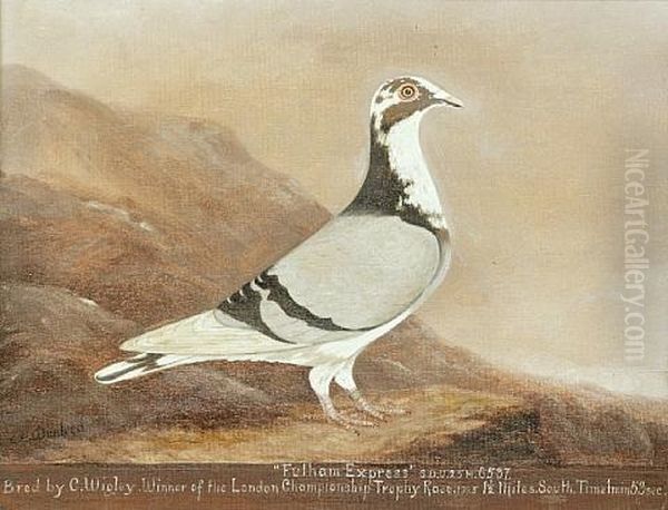 Racing Pigeons (studies; 3 Works) Oil Painting by Edward Henry Windred