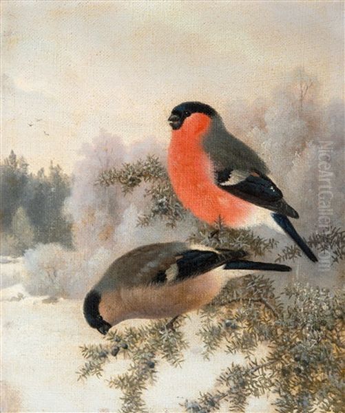 Bullfinches Oil Painting by Ferdinand von Wright
