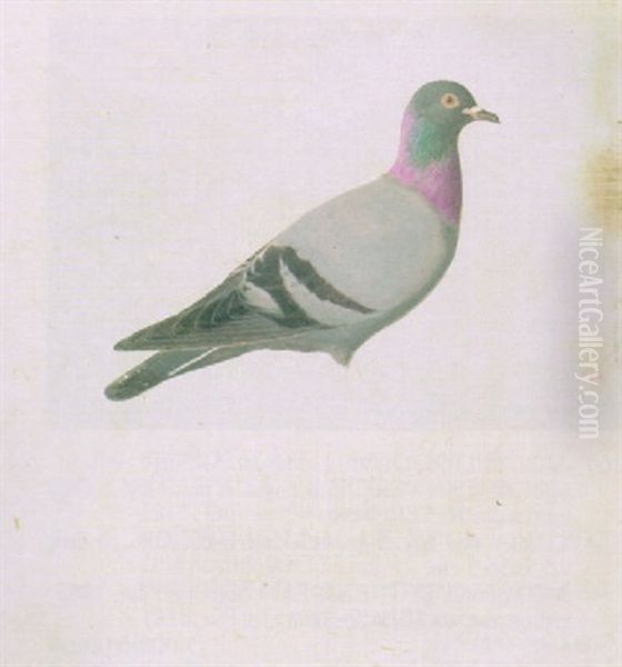 Kyyhkynen Oil Painting by Magnus Von Wright