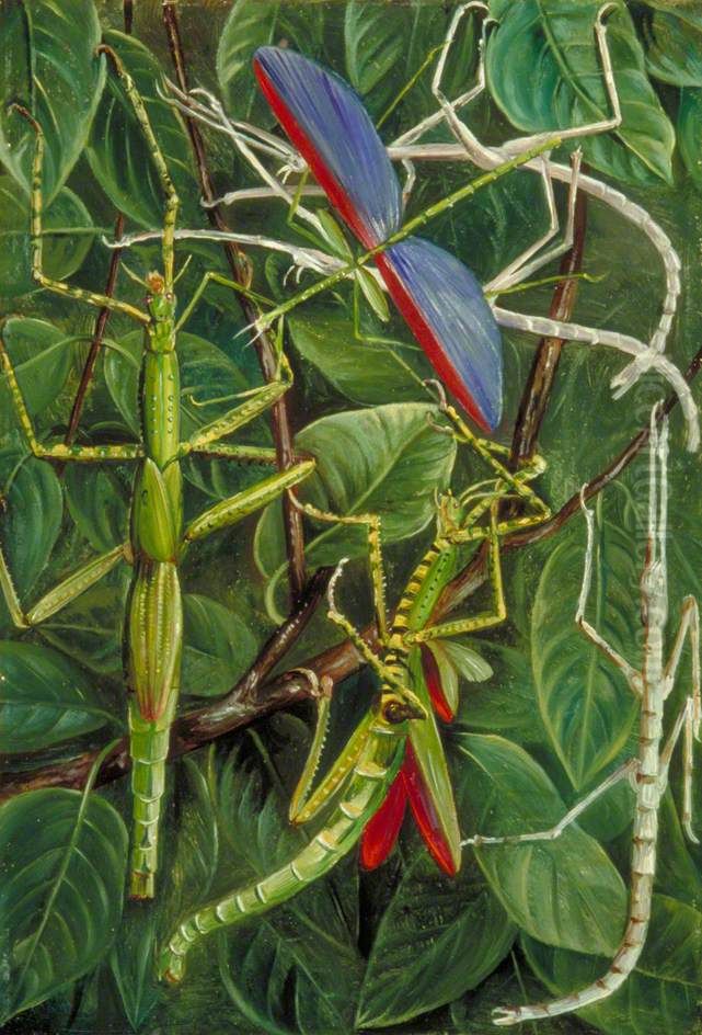 Leaf-Insects and Stick-Insects Oil Painting by Marianne North