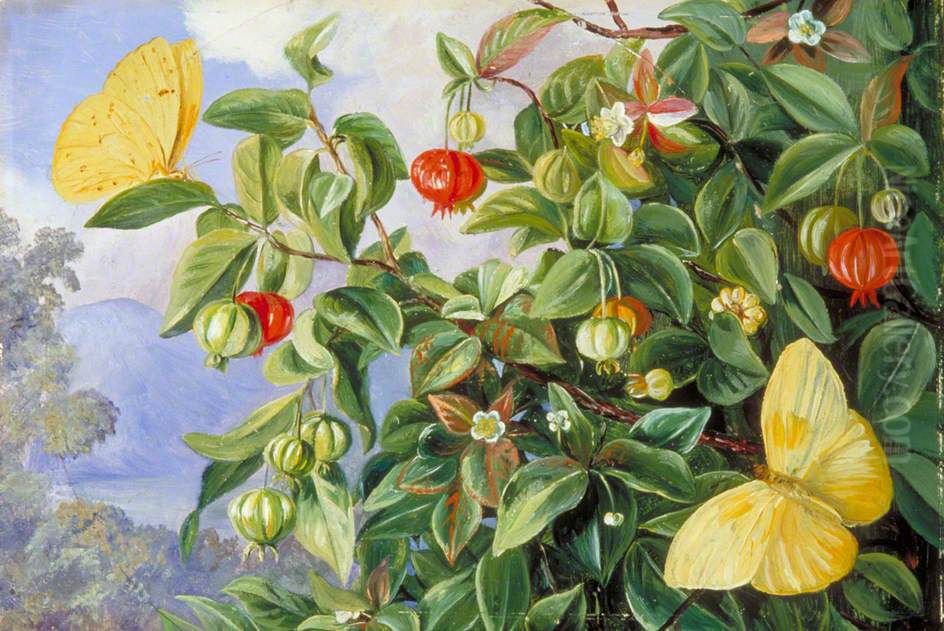 Foliage, Flowers and Fruit of the Pitanga, and Sulphur Butterflies, Jamaica Oil Painting by Marianne North