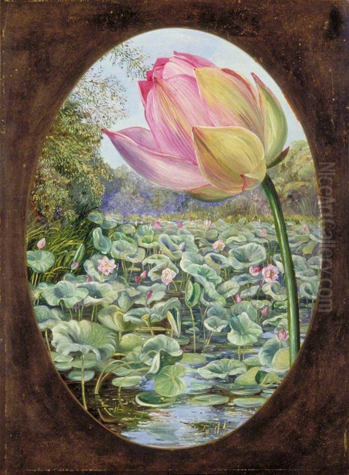The Sacred Lotus or Pudma Oil Painting by Marianne North