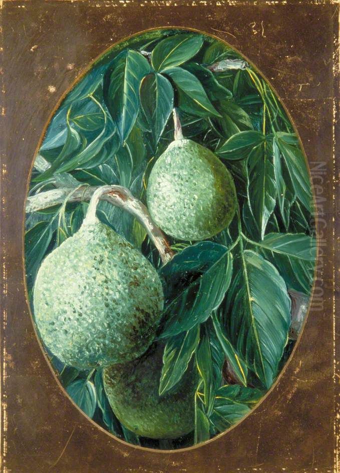 The Bael Fruit Oil Painting by Marianne North