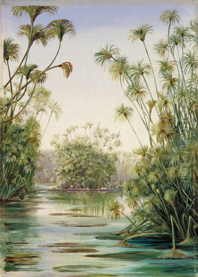 Papyrus or Paper Reed Growing in the Ciane, Sicily Oil Painting by Marianne North