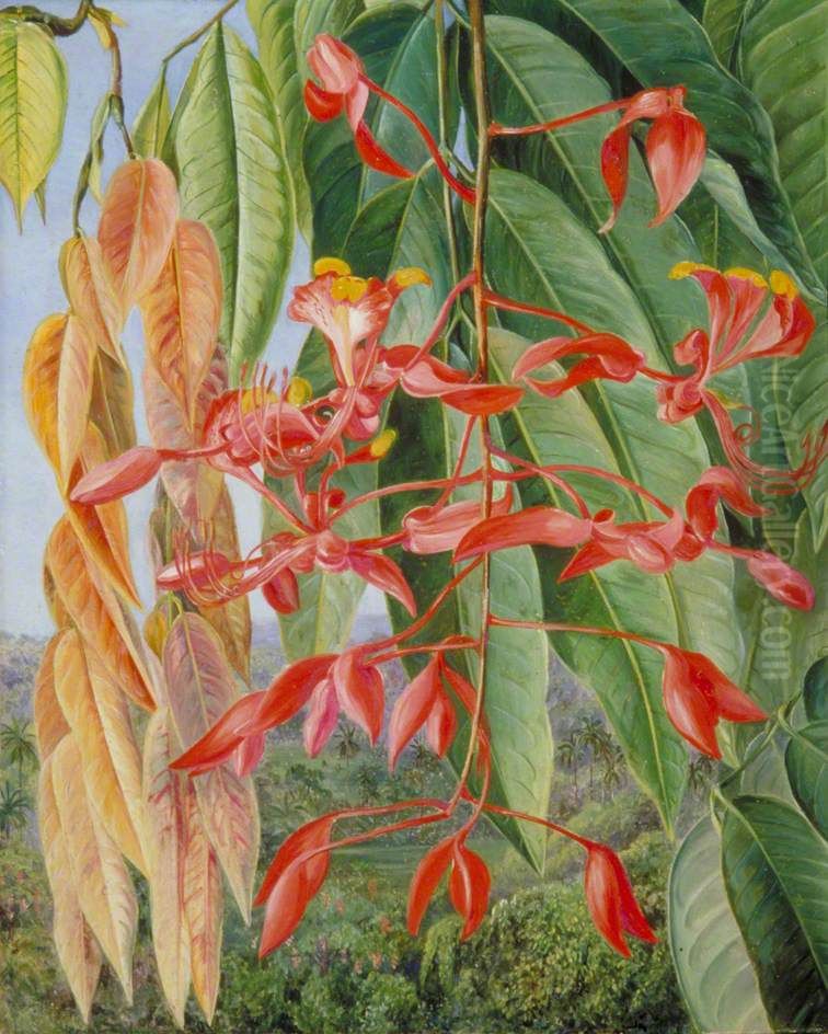 Foliage and Flowers of the Burmese Thaw-Ka or Soka, Painted at Singapore Oil Painting by Marianne North