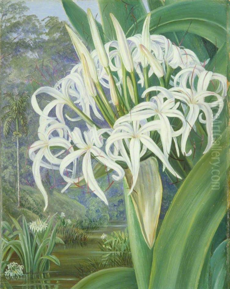 A Bornean Crinum Oil Painting by Marianne North